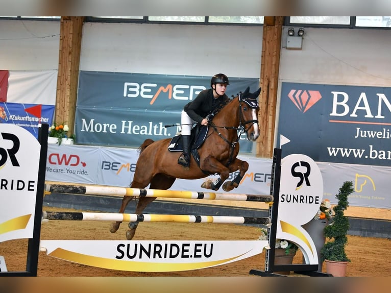 Deutsches Reitpony Wallach 11 Jahre 148 cm Fuchs in Burgkunstadt