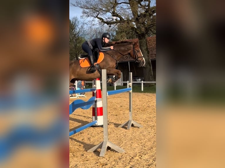 Deutsches Reitpony Wallach 11 Jahre 148 cm Fuchs in Burgkunstadt