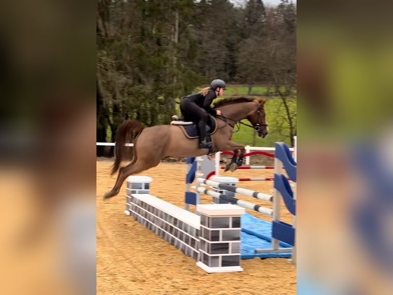 Deutsches Reitpony Wallach 11 Jahre 148 cm Fuchs in Burgkunstadt