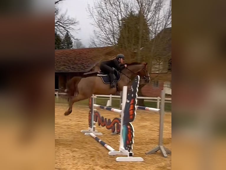 Deutsches Reitpony Wallach 11 Jahre 148 cm Fuchs in Burgkunstadt