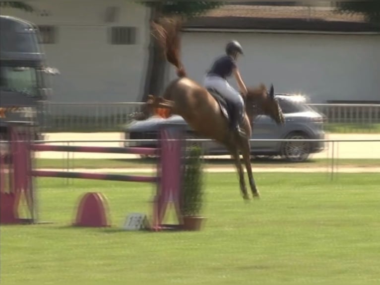 Deutsches Reitpony Wallach 11 Jahre 148 cm Fuchs in Burgkunstadt
