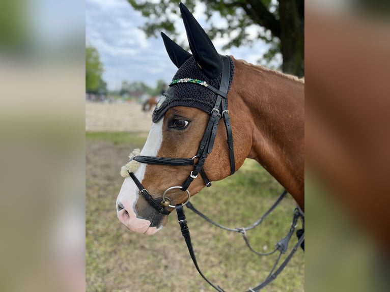Deutsches Reitpony Wallach 11 Jahre 148 cm Fuchs in Nettetal