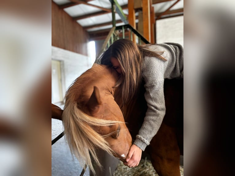 Deutsches Reitpony Wallach 11 Jahre 148 cm Fuchs in Lauchringen