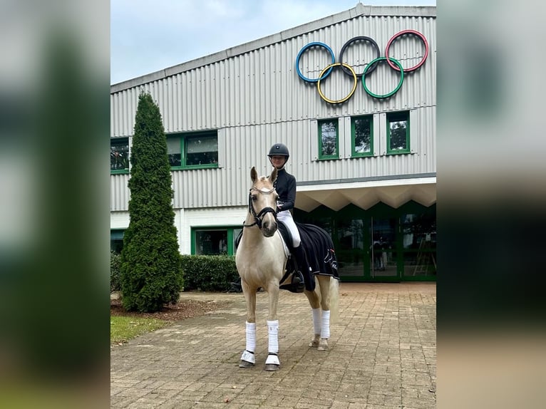 Deutsches Reitpony Wallach 11 Jahre 148 cm Palomino in Edermünde