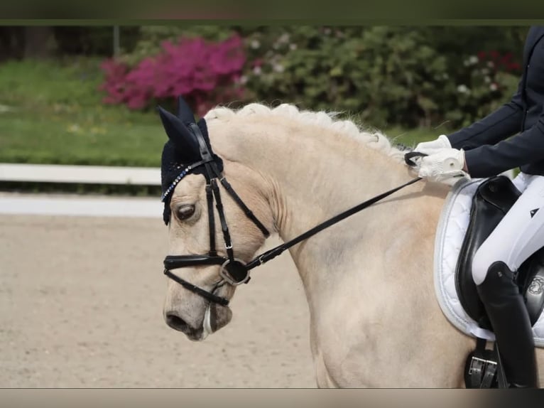 Deutsches Reitpony Wallach 11 Jahre 148 cm Palomino in Edermünde