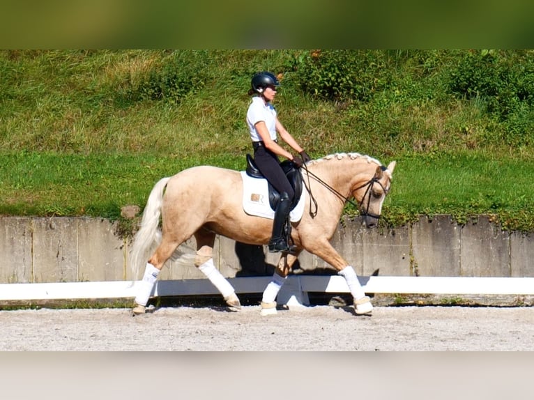 Deutsches Reitpony Wallach 11 Jahre 148 cm Palomino in Freiensteinau
