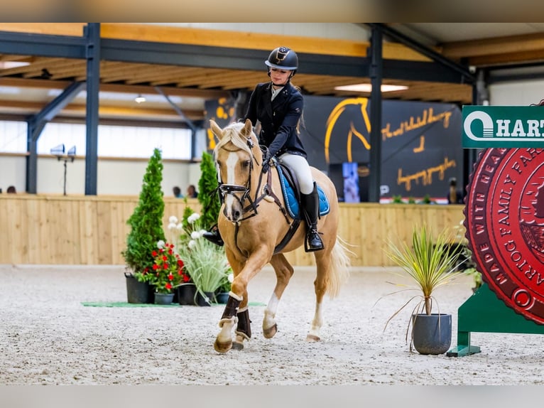 Deutsches Reitpony Wallach 11 Jahre 148 cm Palomino in Geesteren