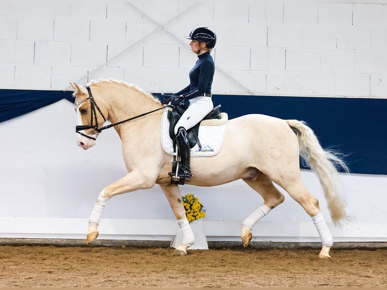 Deutsches Reitpony Wallach 11 Jahre 148 cm Palomino in Marsberg