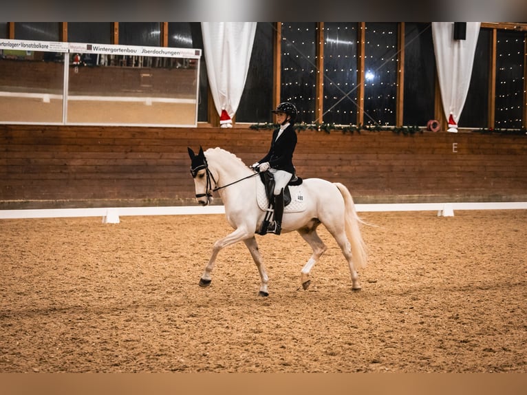 Deutsches Reitpony Wallach 11 Jahre 148 cm Palomino in Münster