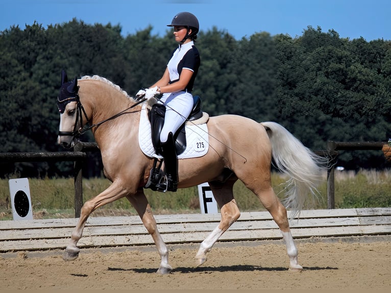 Deutsches Reitpony Wallach 11 Jahre 148 cm Palomino in Münster