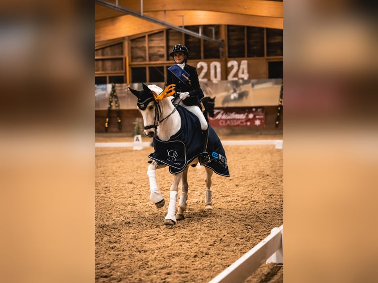 Deutsches Reitpony Wallach 11 Jahre 148 cm Palomino in Münster