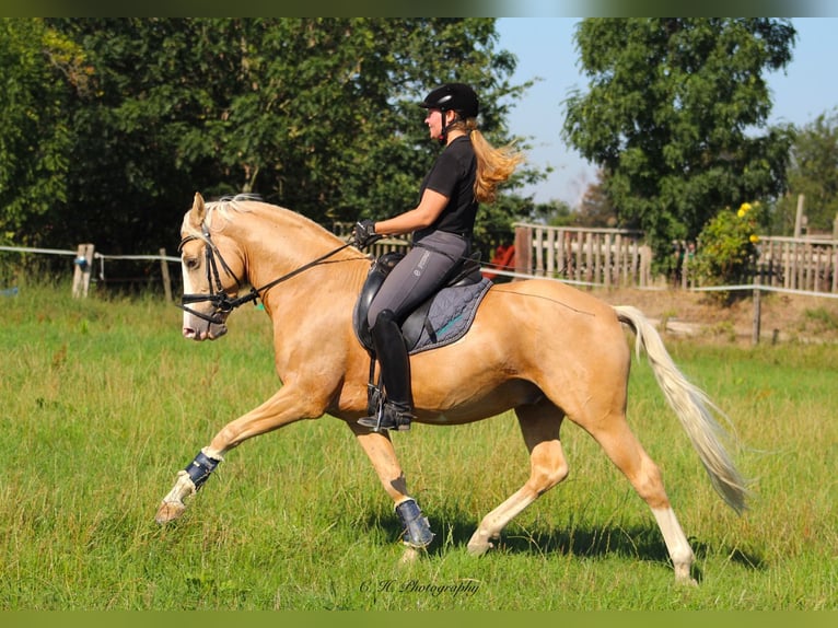 Deutsches Reitpony Wallach 11 Jahre 148 cm Palomino in T&#xF6;nisvorst