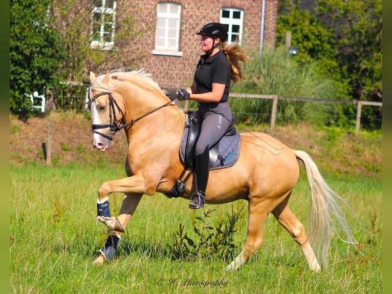 Deutsches Reitpony Wallach 11 Jahre 148 cm Palomino in T&#xF6;nisvorst