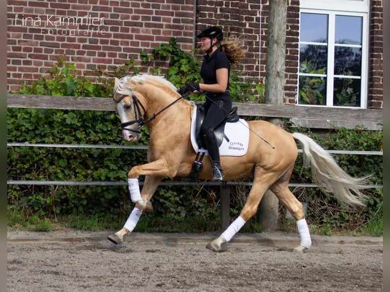 Deutsches Reitpony Wallach 11 Jahre 148 cm Palomino in T&#xF6;nisvorst