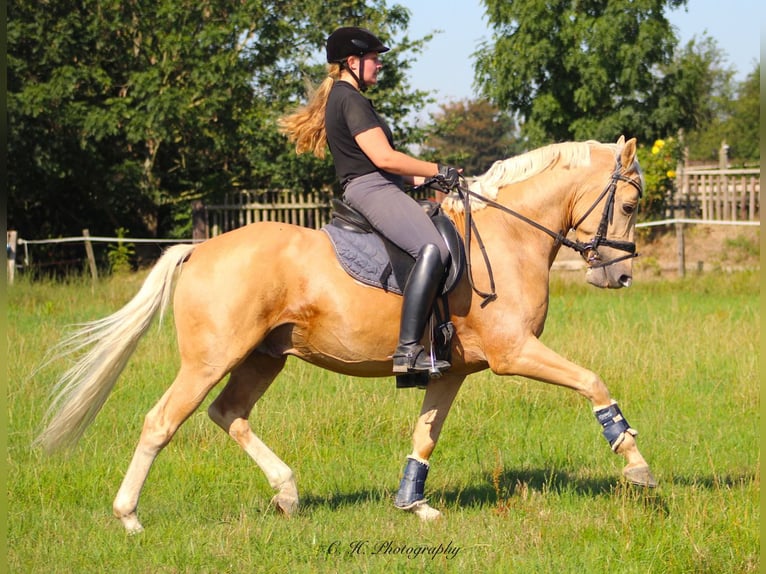 Deutsches Reitpony Wallach 11 Jahre 148 cm Palomino in T&#xF6;nisvorst