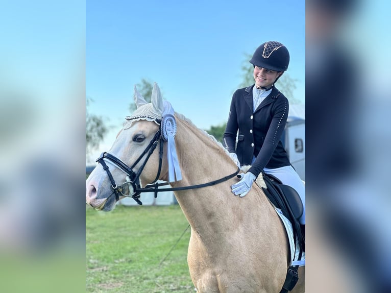 Deutsches Reitpony Wallach 11 Jahre 148 cm Palomino in T&#xF6;nisvorst