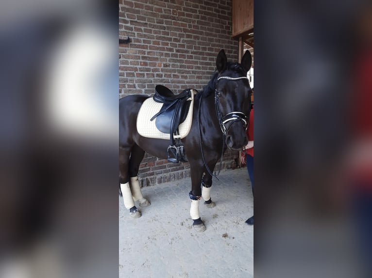 Deutsches Reitpony Wallach 11 Jahre 148 cm Rappe in Duisburg