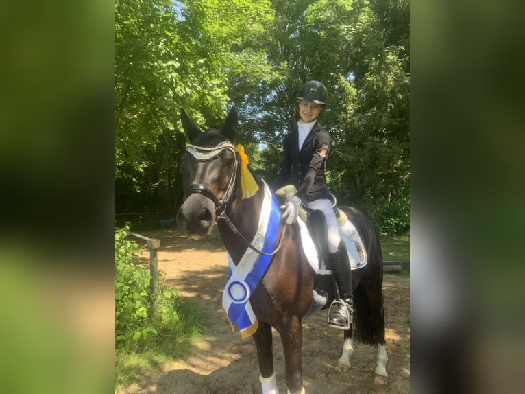 Deutsches Reitpony Wallach 11 Jahre 148 cm Rappe in Vöhringen