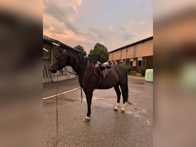 Deutsches Reitpony Wallach 11 Jahre 148 cm Rappe in R&#xF6;merstein