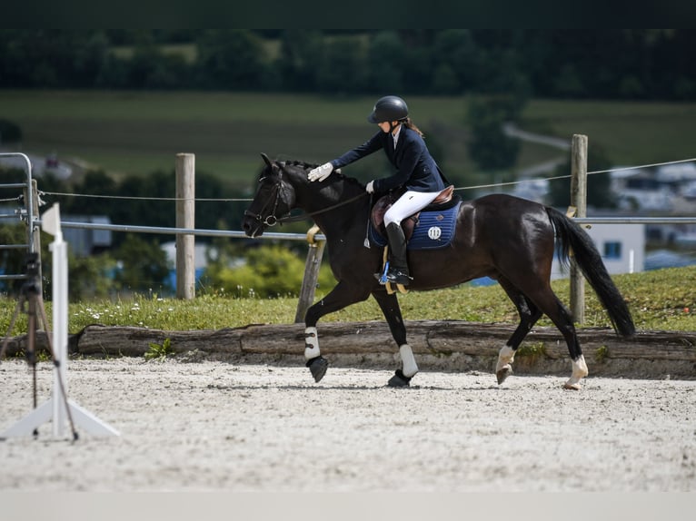 Deutsches Reitpony Wallach 11 Jahre 148 cm Rappe in R&#xF6;merstein