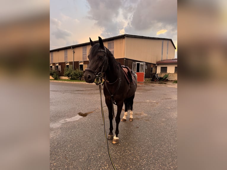 Deutsches Reitpony Wallach 11 Jahre 148 cm Rappe in R&#xF6;merstein