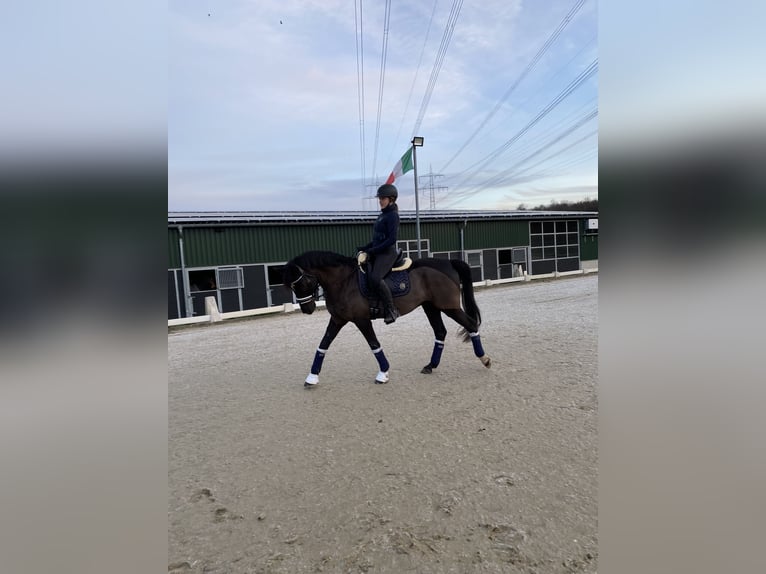 Deutsches Reitpony Wallach 11 Jahre 148 cm Rappe in Kiel