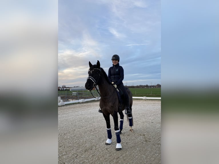 Deutsches Reitpony Wallach 11 Jahre 148 cm Rappe in Kiel