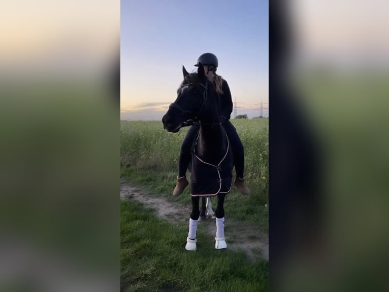 Deutsches Reitpony Wallach 11 Jahre 148 cm Rappe in Kiel