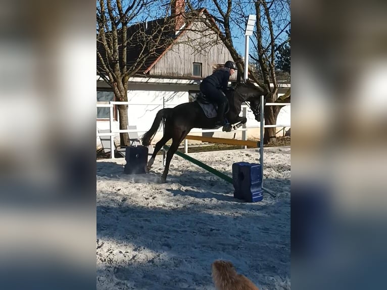 Deutsches Reitpony Wallach 11 Jahre 148 cm Rappe in Kiel