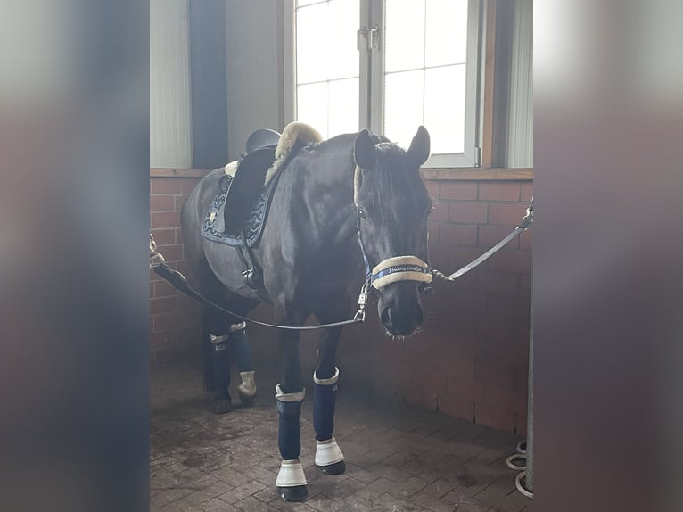Deutsches Reitpony Wallach 11 Jahre 148 cm Rappe in Kiel
