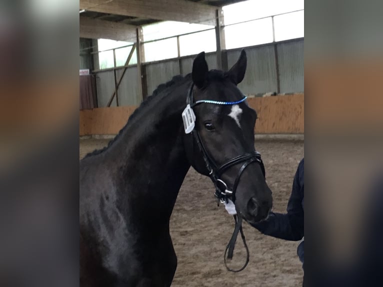Deutsches Reitpony Wallach 11 Jahre 148 cm Rappe in Lingen