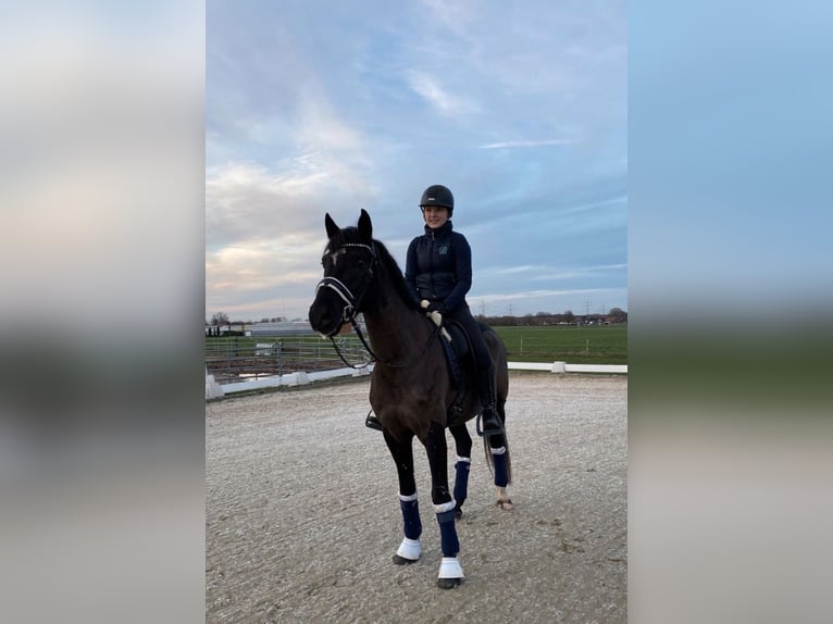 Deutsches Reitpony Wallach 11 Jahre 148 cm Rappe in Lingen