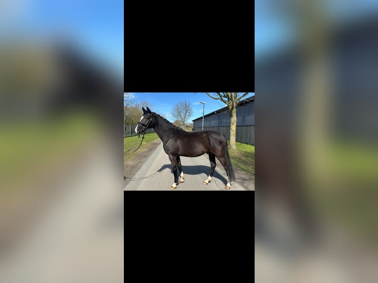 Deutsches Reitpony Wallach 11 Jahre 148 cm Rappe in Bersenbrück