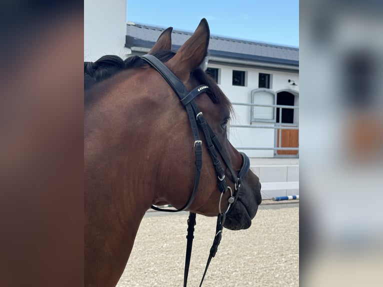 Deutsches Reitpony Wallach 11 Jahre 149 cm Brauner in Hülben