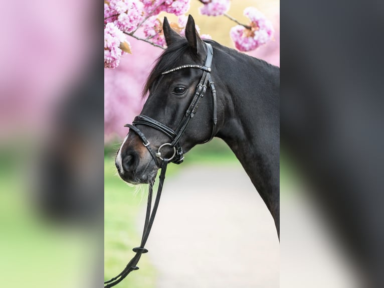 Deutsches Reitpony Wallach 11 Jahre 149 cm Rappe in Hamburg Hummelsbüttel