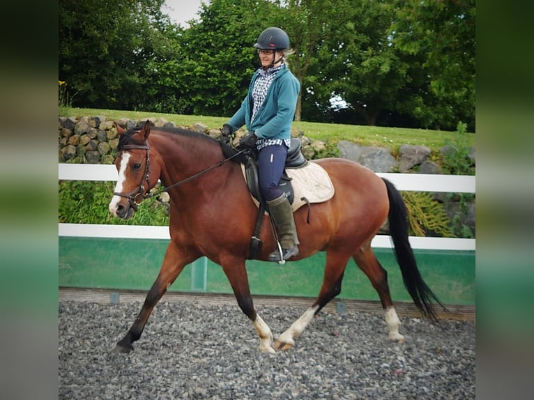 Deutsches Reitpony Wallach 11 Jahre 150 cm Brauner in Asbach (Westerwald)