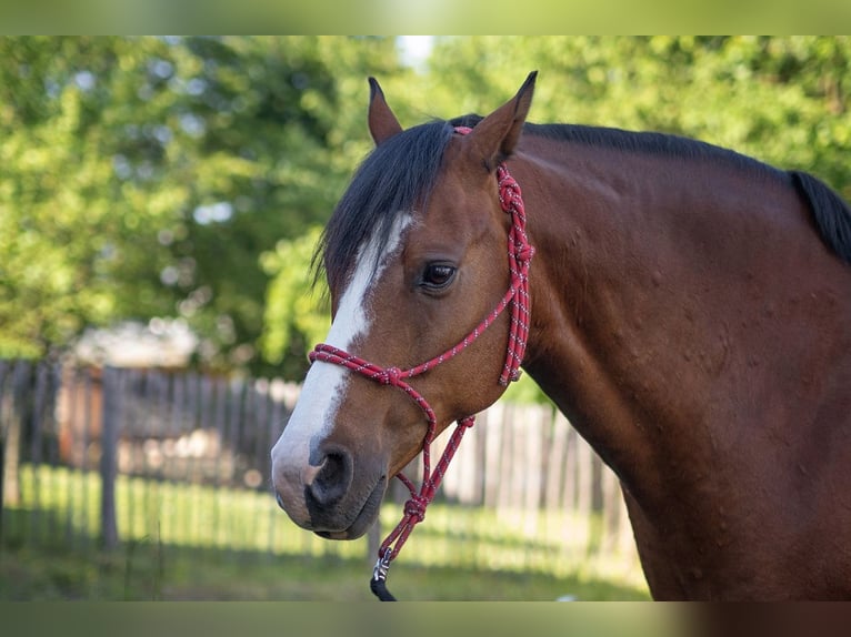 Deutsches Reitpony Wallach 11 Jahre 150 cm Brauner in Asbach (Westerwald)