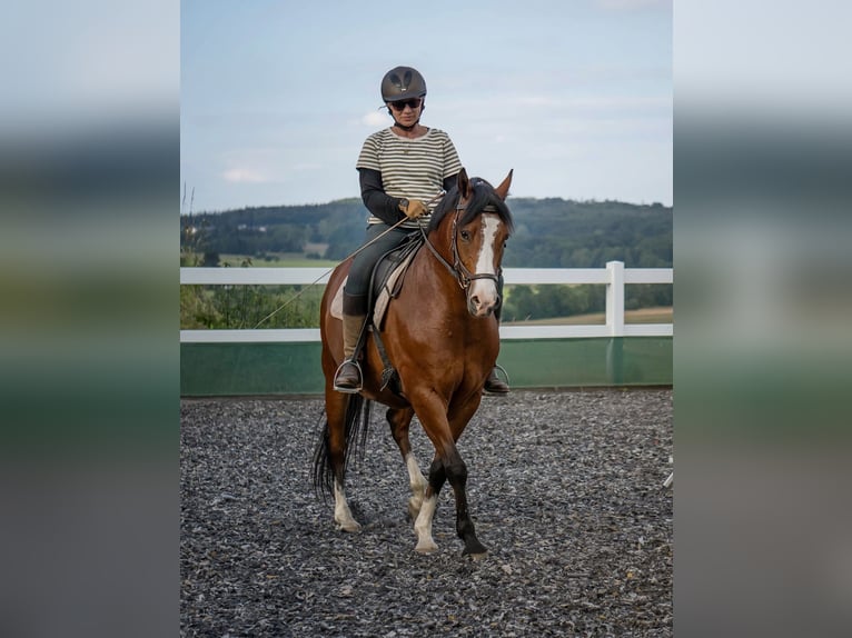 Deutsches Reitpony Wallach 11 Jahre 150 cm Brauner in Asbach (Westerwald)