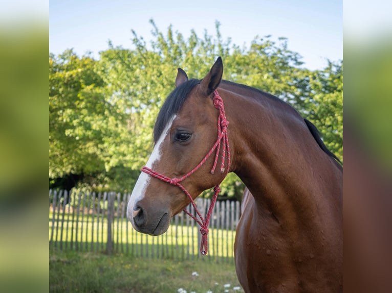 Deutsches Reitpony Wallach 11 Jahre 150 cm Brauner in Asbach (Westerwald)