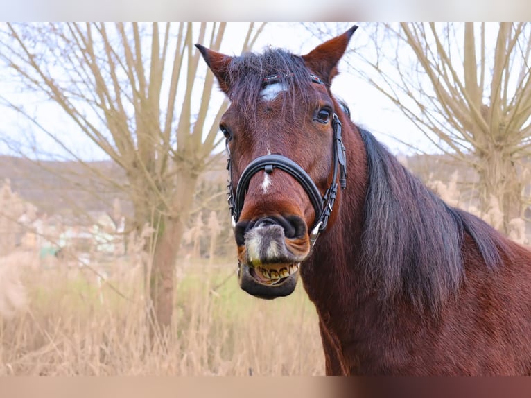 Deutsches Reitpony Mix Wallach 11 Jahre 150 cm Brauner in Gem&#xFC;nden am Main
