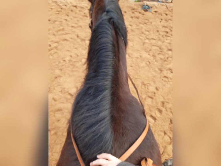 Deutsches Reitpony Mix Wallach 11 Jahre 150 cm Brauner in Gem&#xFC;nden am Main
