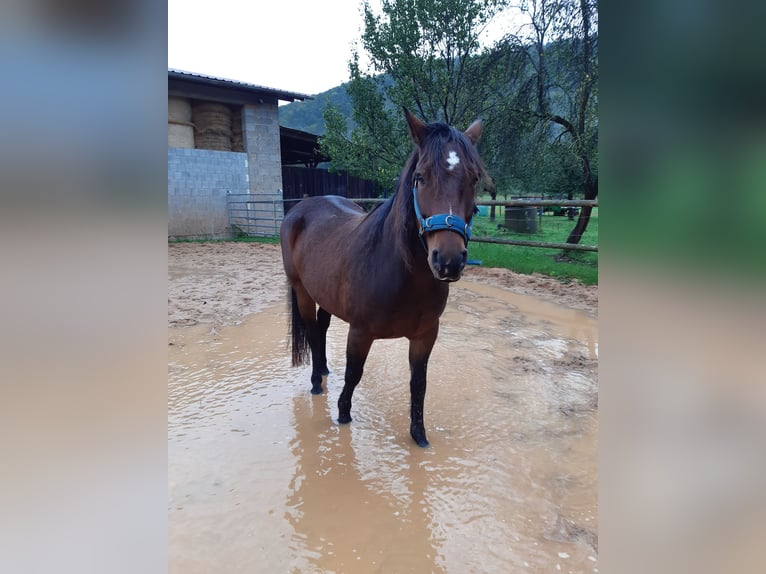 Deutsches Reitpony Mix Wallach 11 Jahre 150 cm Brauner in Gem&#xFC;nden am Main
