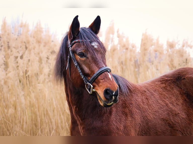 Deutsches Reitpony Mix Wallach 11 Jahre 150 cm Brauner in Gem&#xFC;nden am Main