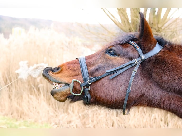Deutsches Reitpony Mix Wallach 11 Jahre 150 cm Brauner in Gem&#xFC;nden am Main