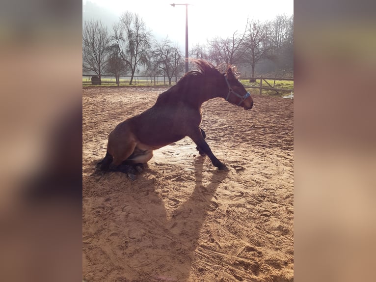Deutsches Reitpony Mix Wallach 11 Jahre 150 cm Brauner in Gem&#xFC;nden am Main