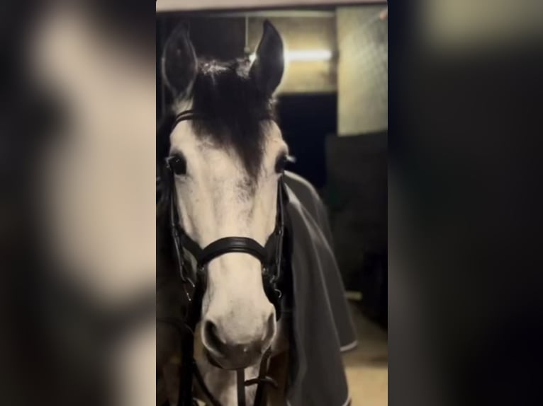 Deutsches Reitpony Wallach 11 Jahre 151 cm Apfelschimmel in Ratingen