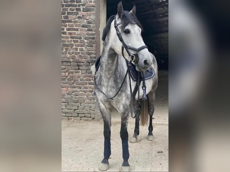 Deutsches Reitpony Wallach 11 Jahre 151 cm Apfelschimmel in Ratingen