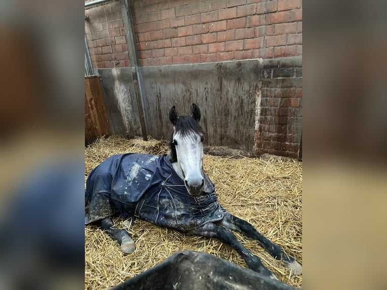 Deutsches Reitpony Wallach 11 Jahre 151 cm Apfelschimmel in Ratingen