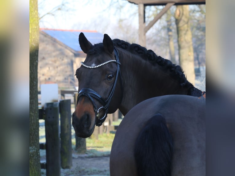 Deutsches Reitpony Wallach 11 Jahre 151 cm Brauner in Recke, bei Osnabrück