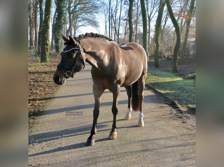 Deutsches Reitpony Wallach 11 Jahre 151 cm Brauner in Recke, bei Osnabrück